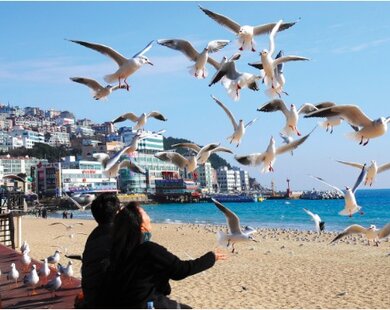 Vietjet mở bán vé 0 đồng bay Đà Lạt - Busan