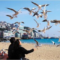 Vietjet mở bán vé 0 đồng bay Đà Lạt - Busan