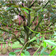 Vụ sầu riêng 2024 của bầu Đức: Dự kiến thu hoạch 300-400ha, nhân viên giám sát vườn nhận 500 triệu đồng khi đạt sản lượng 500 tấn