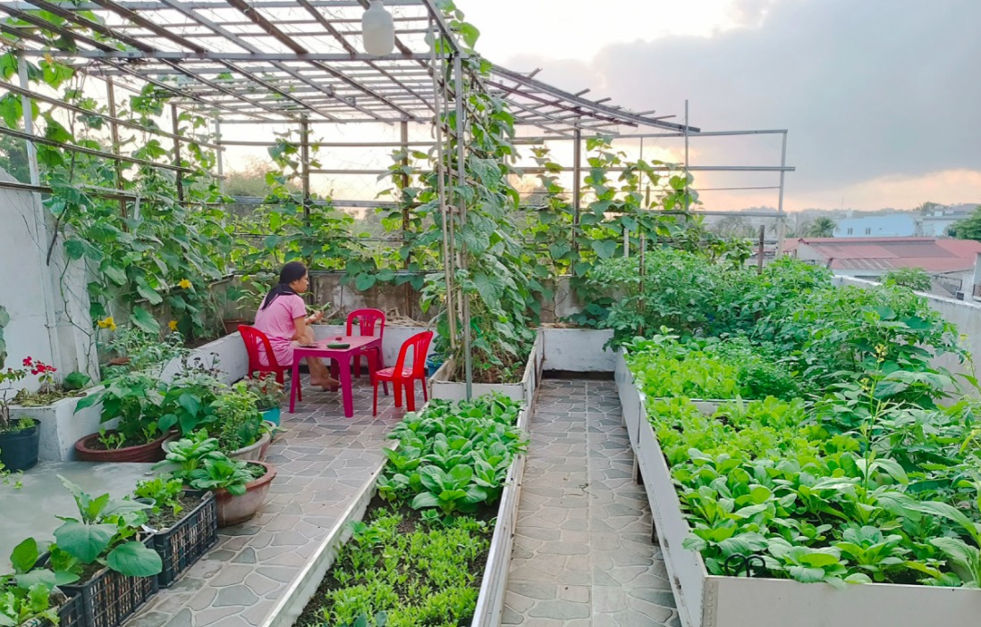 'Chợ' rau sạch trên vườn sân thượng